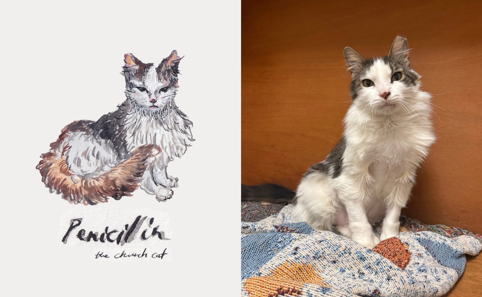 How Are Artists Affording Pet Care?