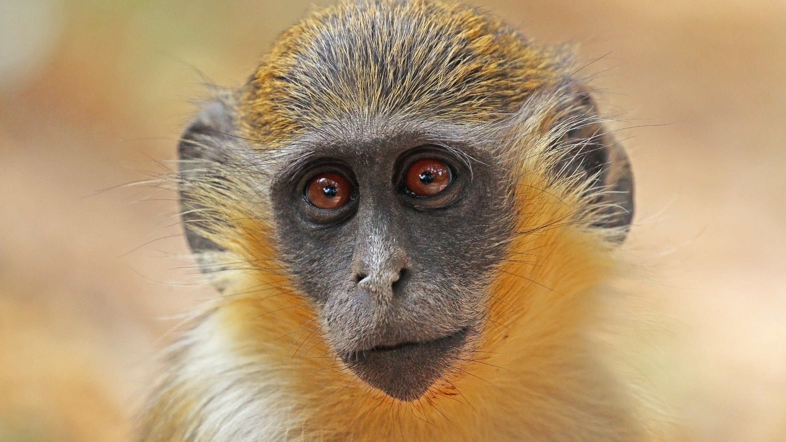 Scientists Triggered Alzheimer's-Like Changes in Monkeys. A Year Later, They Showed No Obvious Memory Loss.