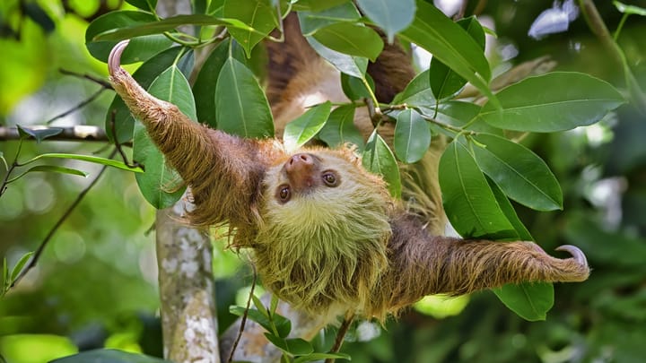 Unsloth Studio Flaw Turns Routine Model Inspection Into Code Execution