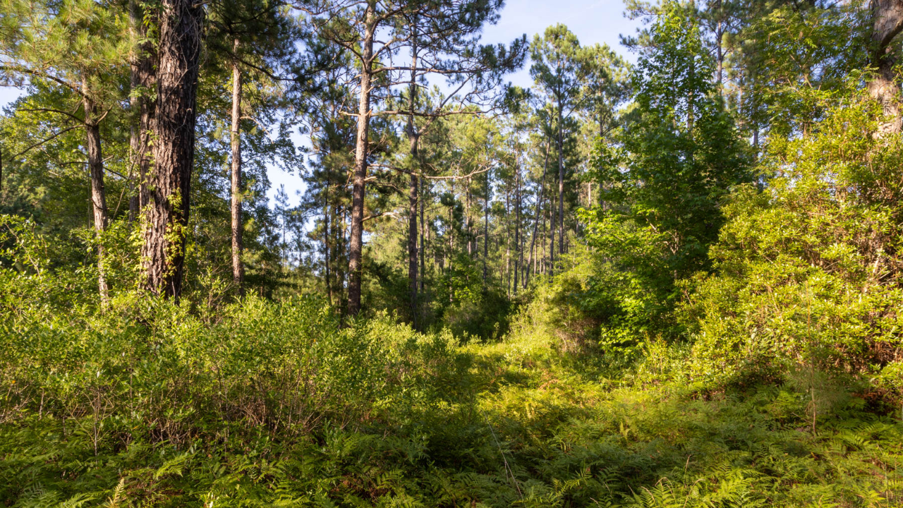 County denies Hilton Bluffs access after developer sued over roads