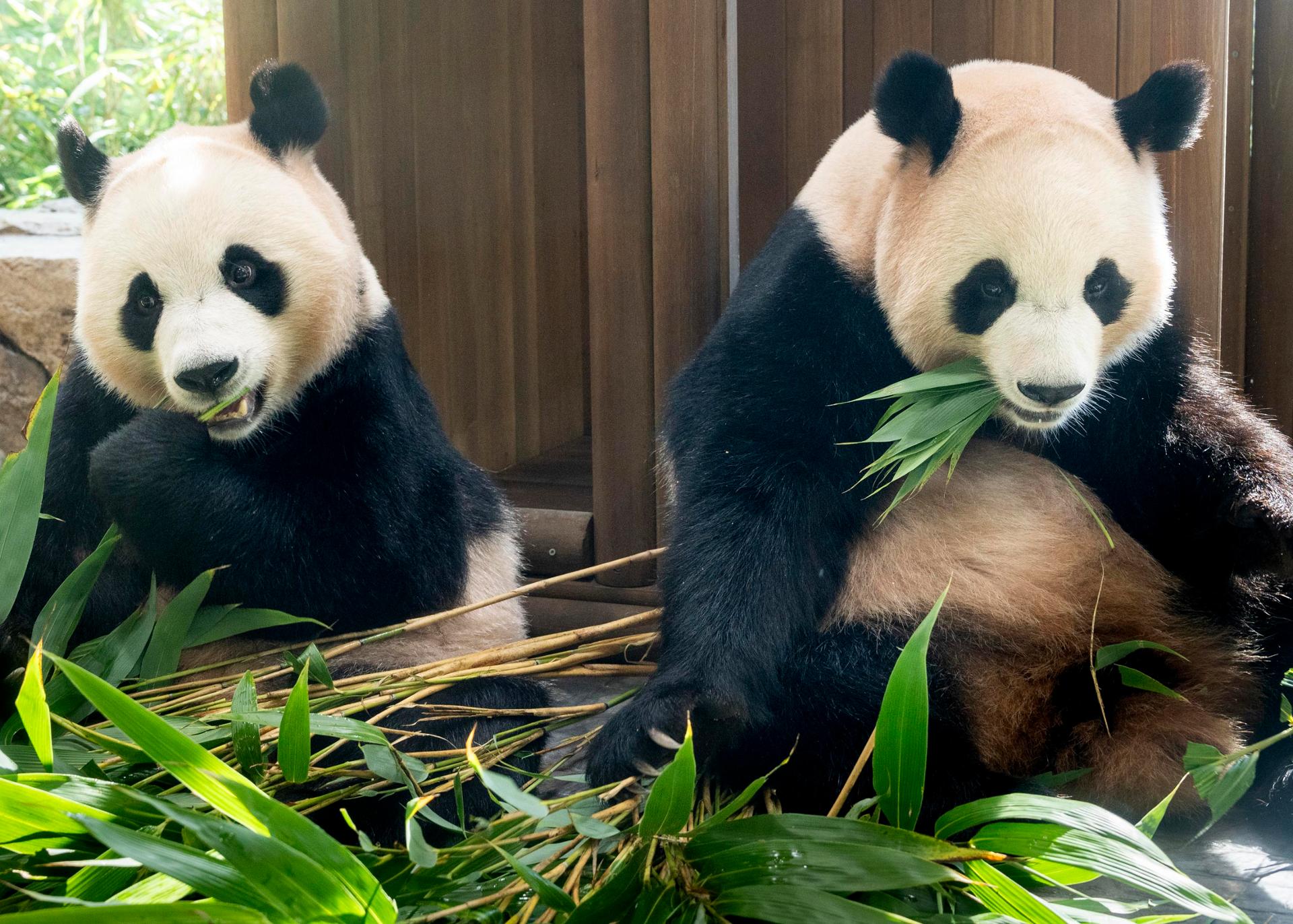 Korea-born twin pandas to be transferred to China in December
