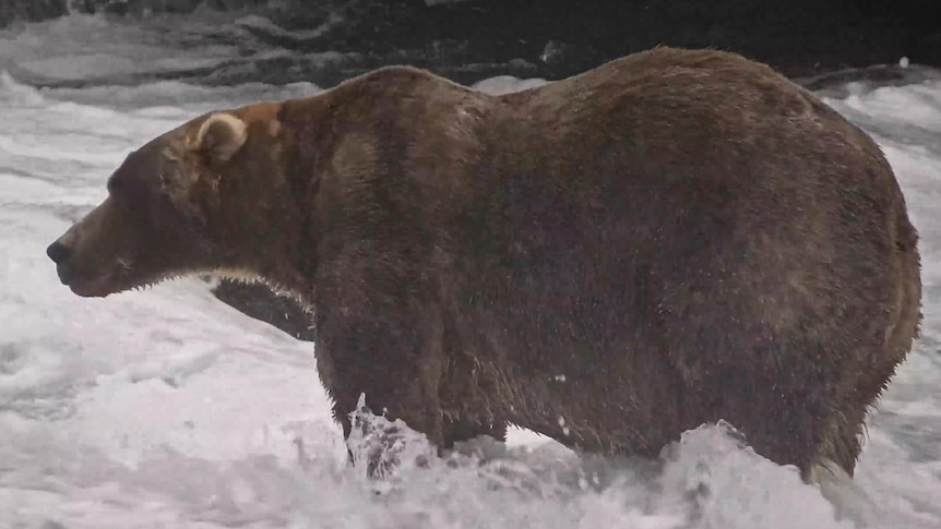 The backstory of this year's Fat Bear Week winner