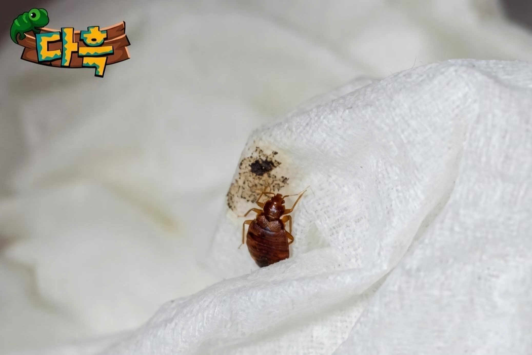 Busan bedbug infestation sparks health fears at Korean bathhouse