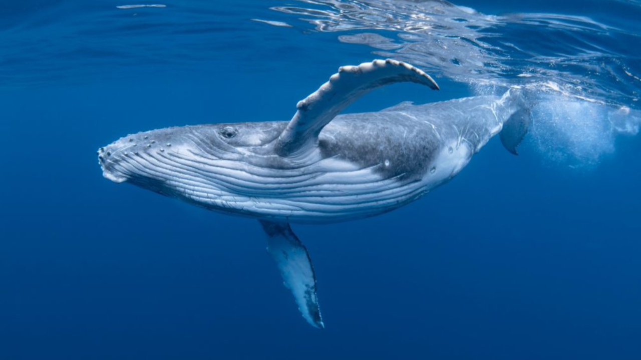Commercial whaling killed 350,000 blue whales; the giants are slowly returning