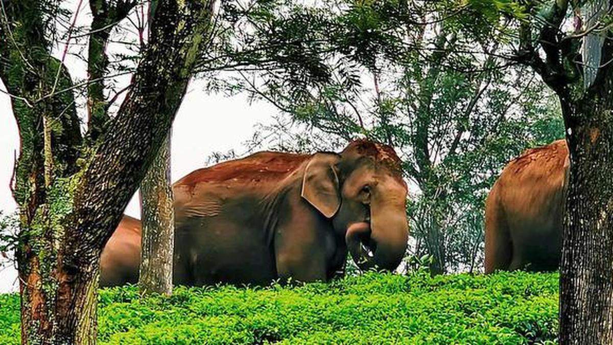 Keralam Forest dept begins operation to tranquillise, capture elephant ‘KM-1’ at Aralam