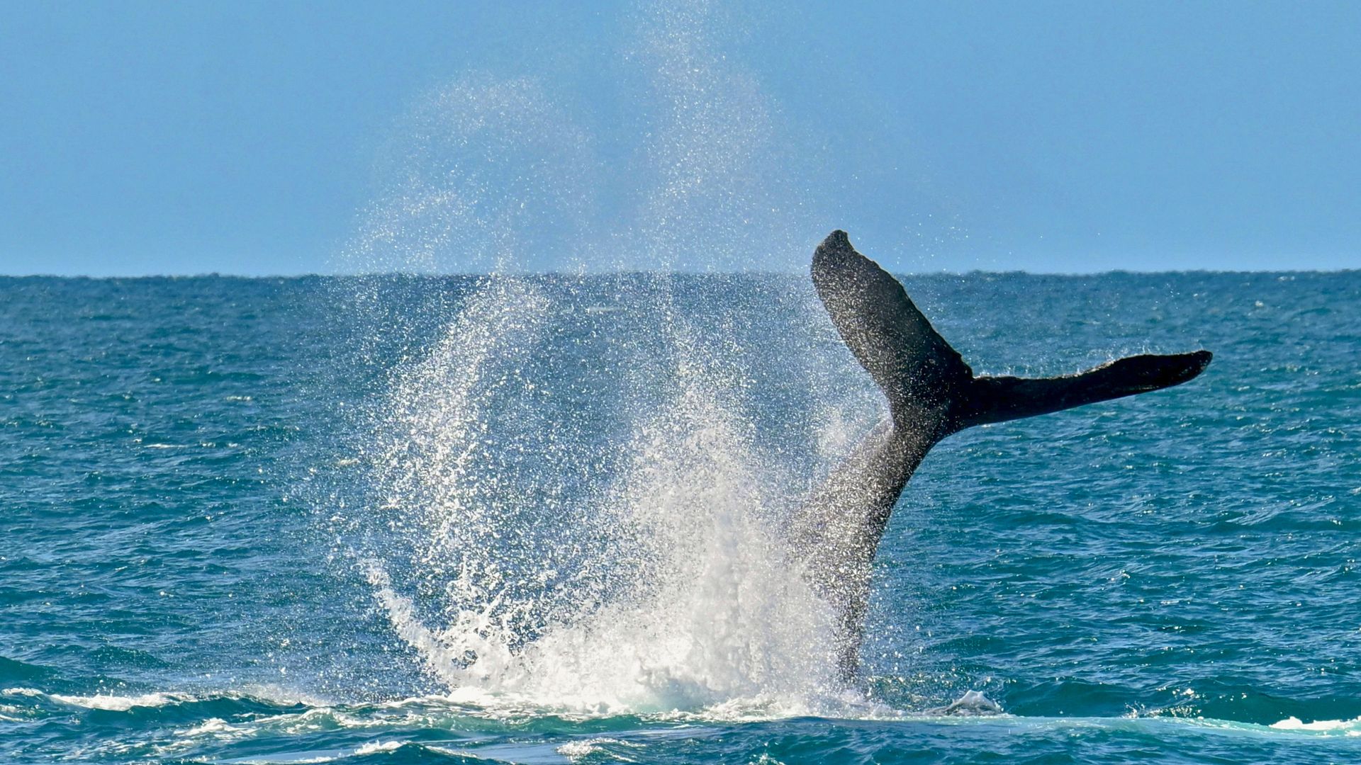 “Incredible moment” humpback whale spotted by cameraman off Welsh coast – “There have been only a couple of sightings” in the last few years, he says