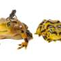 Climate refuges may be key to restoring imperiled amphibians