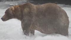Watch: Meet 'Backpack', the chunky bear who won Fat Bear Week