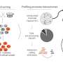 New approach opens rare immune cells to genetic risk research