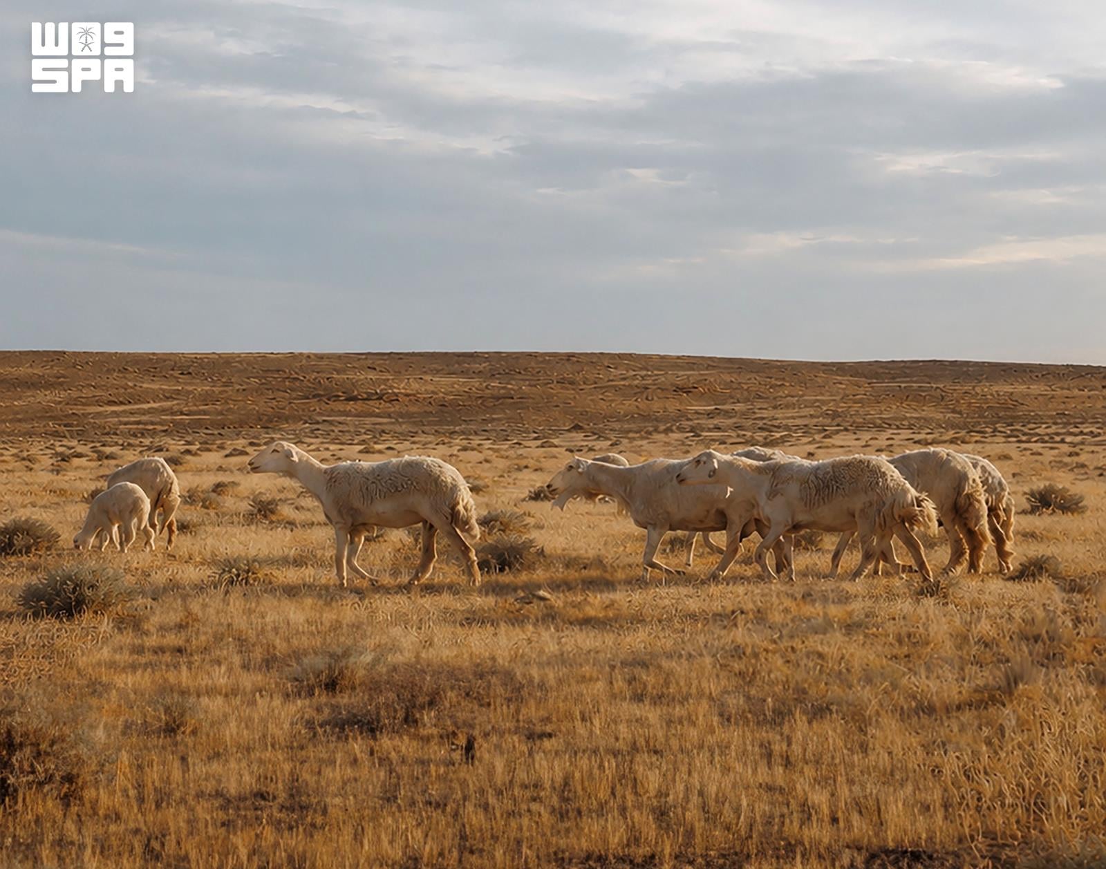 Imam Turki bin Abdullah Reserve completes third phase of seasonal grazing program