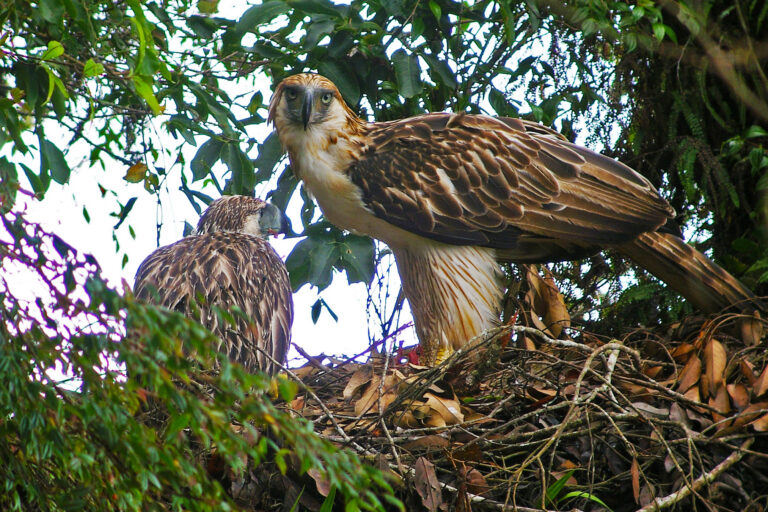 Philippine eagle habitat study maps mining risks and conservation priorities