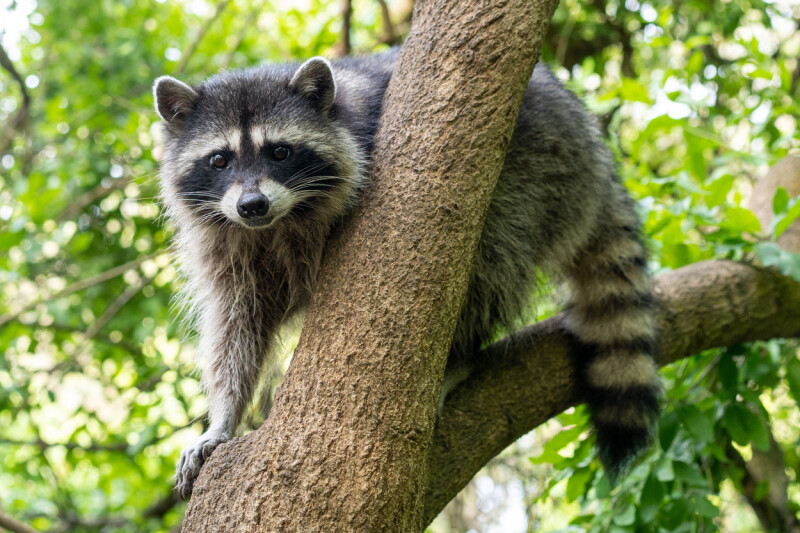 Canonical begins pushing Resolute Raccoon