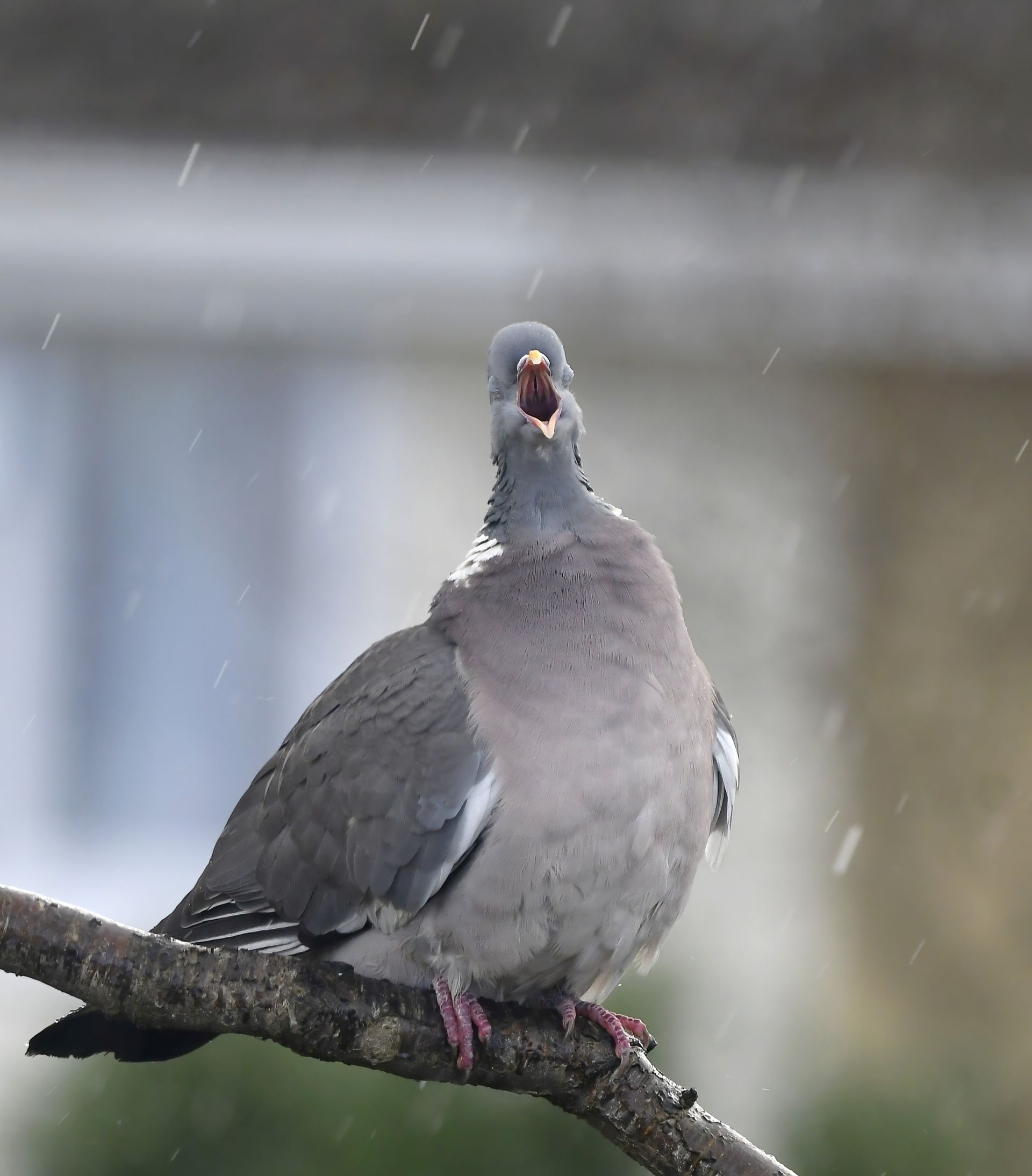 After a unique viral photo, nature photographer tells us how the "surreal experience" of being blocked on social media was hilarious – and we think he has a point!