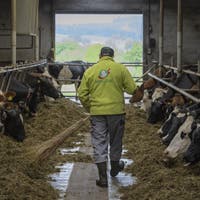 Die Dürre zwingt Bio-Bauern zu einer radikalen Massnahme: Ihre Kühe dürfen jetzt auch Nicht-Bio-Futter fressen