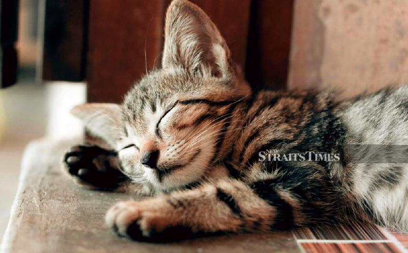 Perak's 'Pawsitive Initiative' could be national model for stray animal management