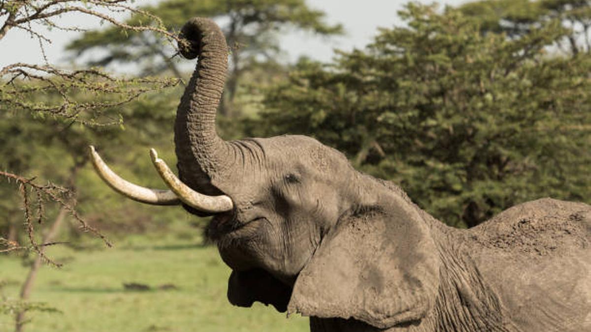 After great apes, scientists find African elephants self-medicate too