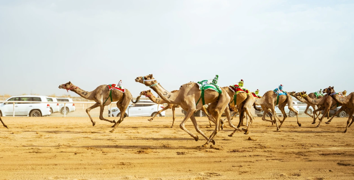 Saudi Camel Federation Cup kicks off today in Taif