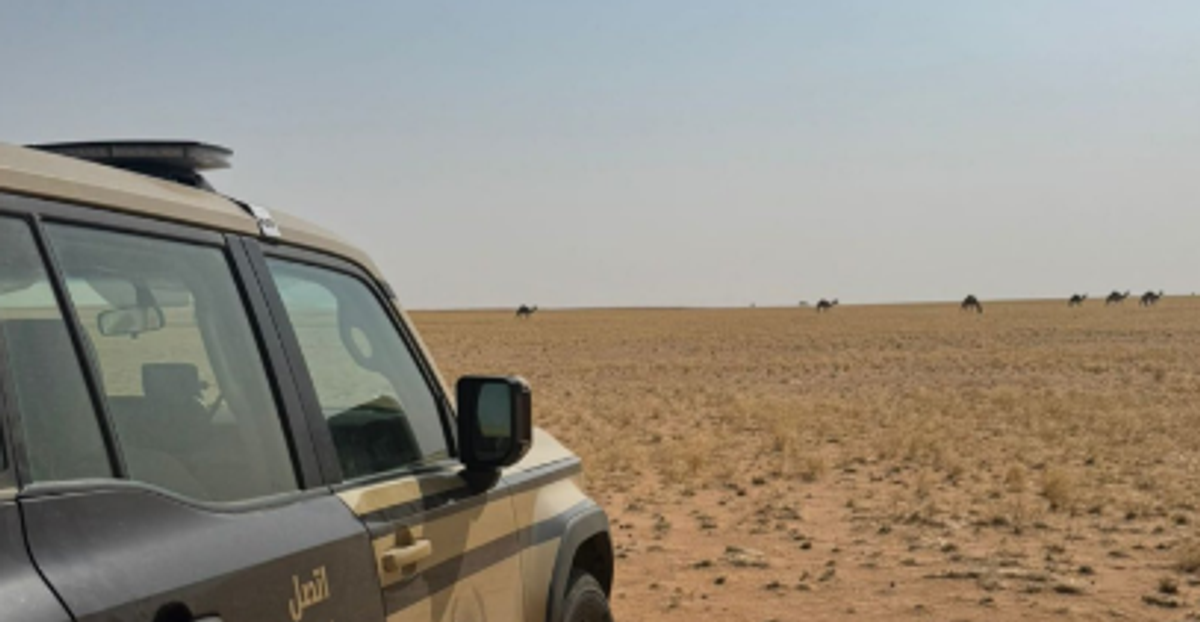 Saudi authorities detain man for grazing 20 camels in King Abdulaziz Reserve