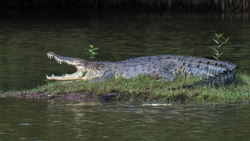 PUB says AI detection tools gave 'inconclusive' results on Pandan Reservoir crocodile image