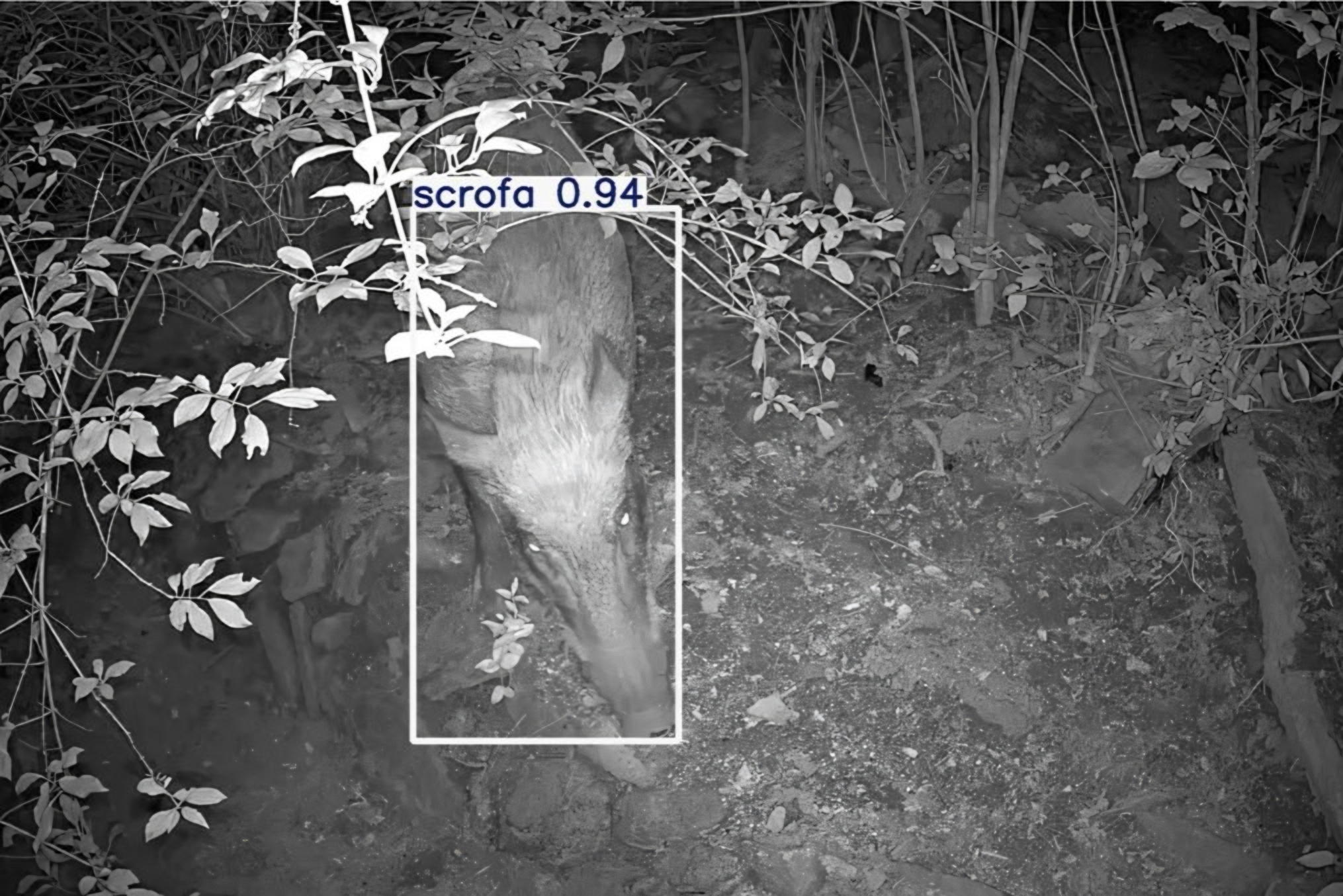 Korea deploys AI drones to stop wild boar incursions into residential areas