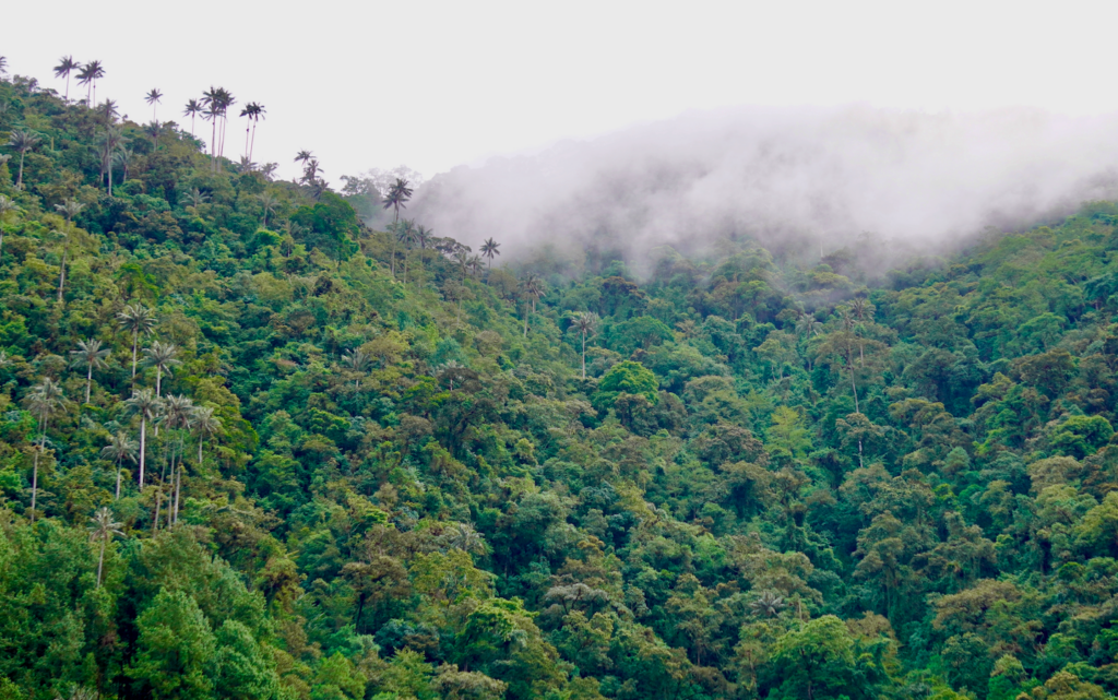 Leonardo DiCaprio and Jeff Bezos put $200m behind desperate bid to save 100 species