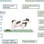 How healthier farm animals can cut greenhouse gas emissions