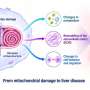 How damaged mitochondria may contribute to liver disease