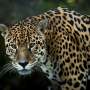Largest-ever jaguar analysis identifies how populations are connected across the Americas