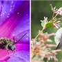 Global pollination analysis reveals climate explains specialized partnerships better than latitude