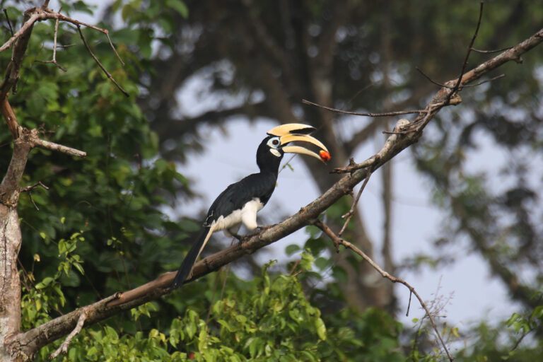 Carbon markets alone won’t keep Southeast Asia’s forests standing, study says