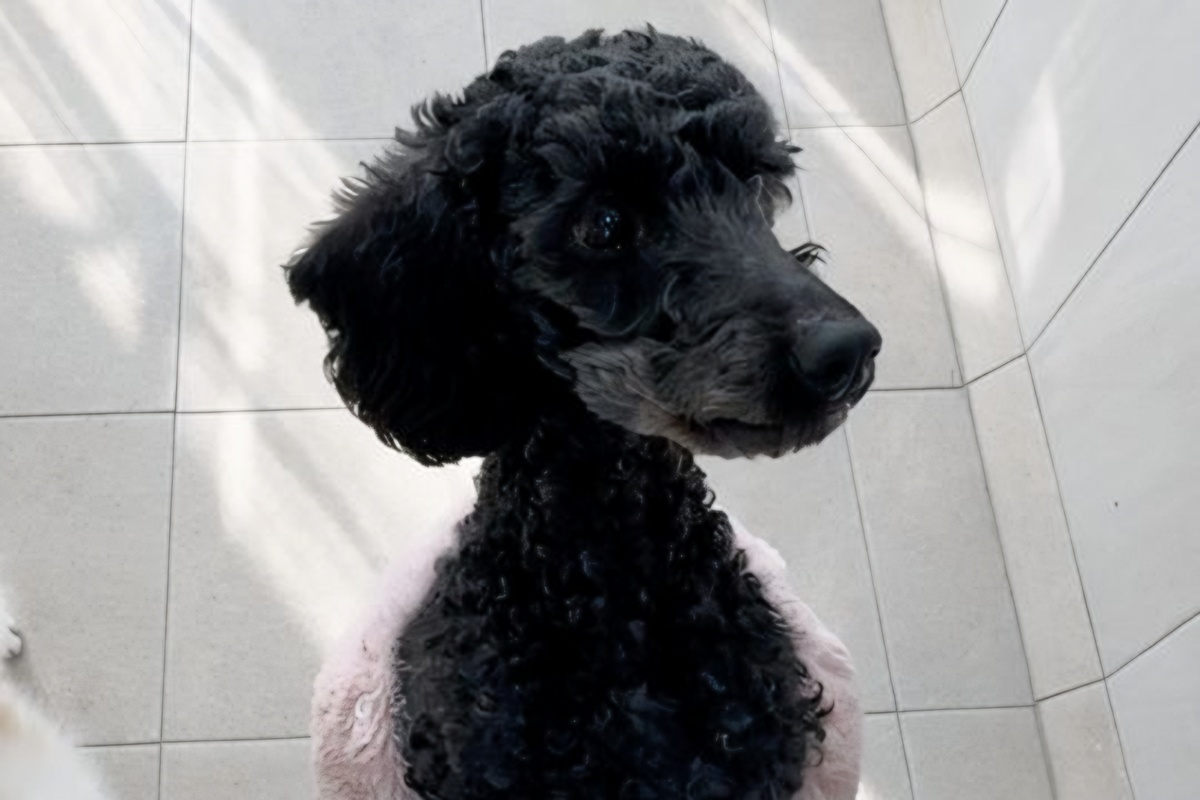 Woof-worthy cause: Gyeonggi Province hosts adoption drive for its darkest-coated dogs