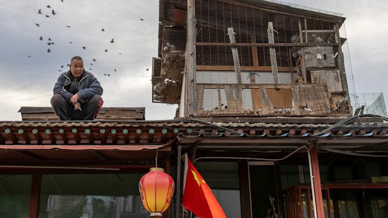 The Beijing pigeons that circle Mao before flying home