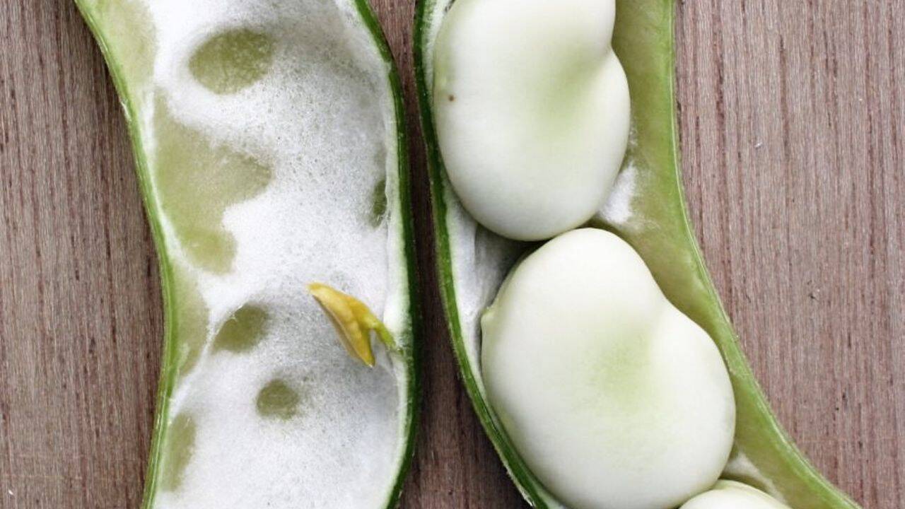Somerset family grows same broad bean since 1875; heirloom joins national collection
