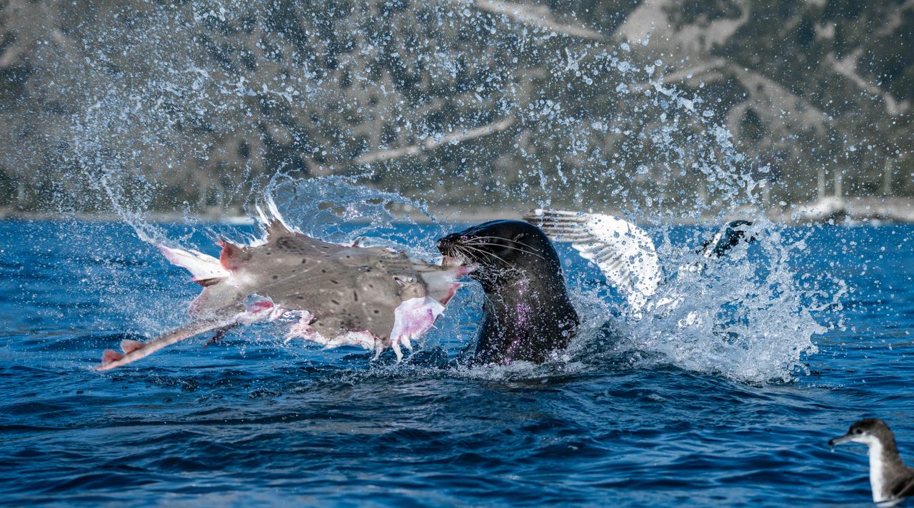 Allan Cronin paddled a kayak to the edge of the continental shelf and waited. The feeding frenzy that emerged reminds us that the best wildlife shots can come from watching, not chasing