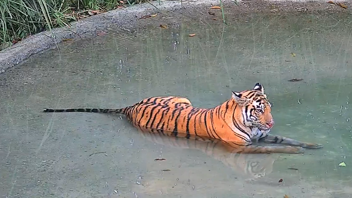 Tigress released in Bengal’s Buxa Tiger Reserve; plans afoot for three more by end of year