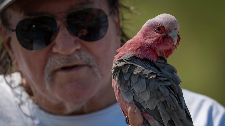 Experts warn H5N1 bird flu spread to the Northern Territory 'inevitable'
