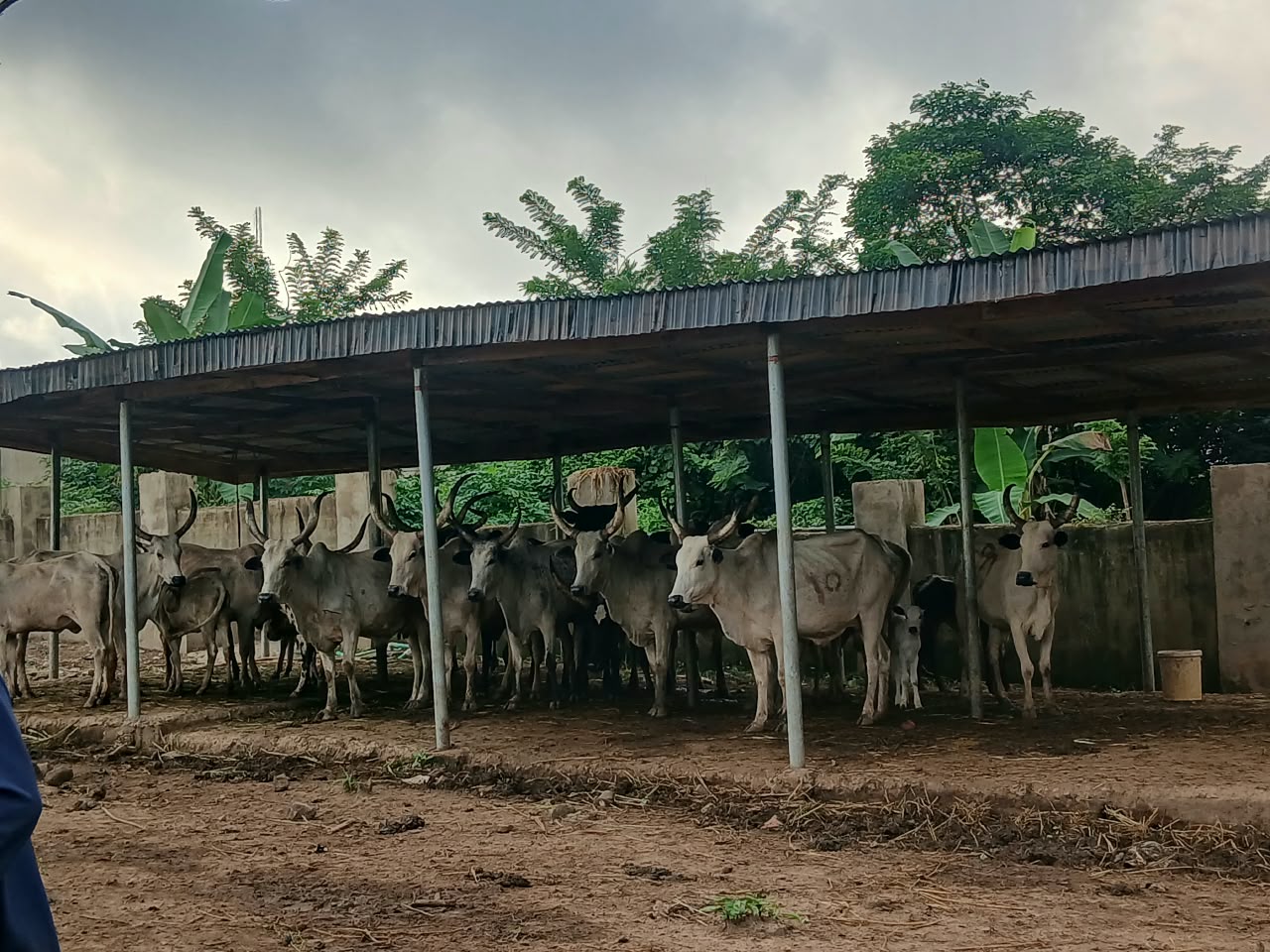 Oyo govt impounds 20 cows in operations against open grazing, crop destruction