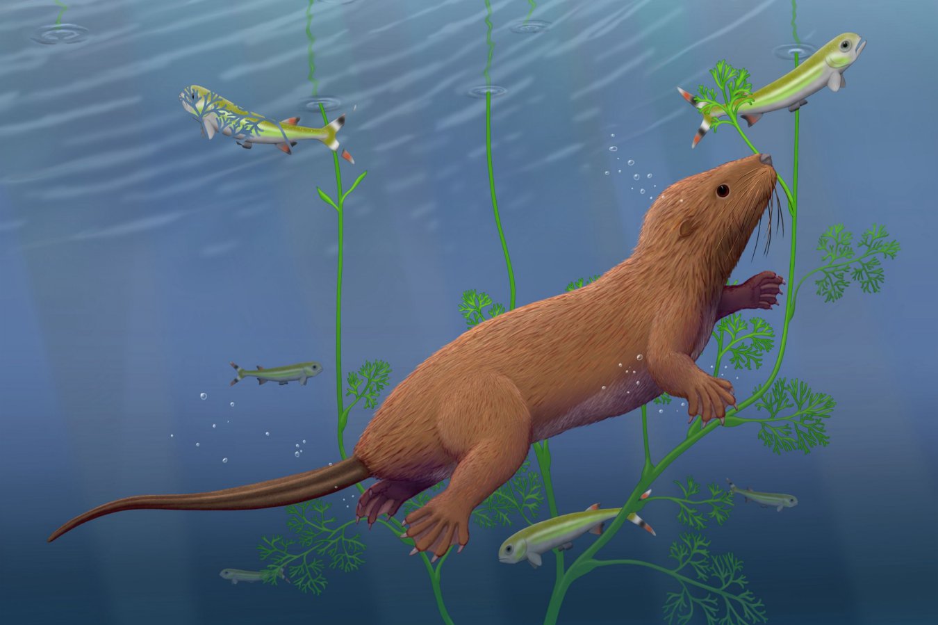 Fossil mammal with reptile-like teeth changes picture of our evolution