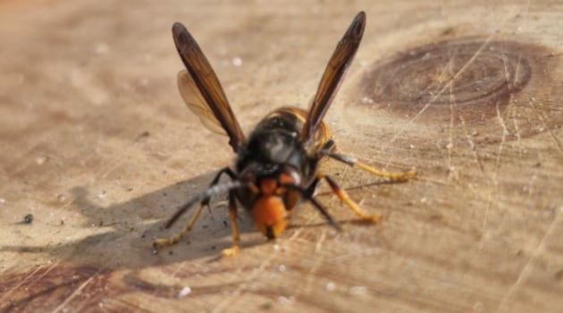 Asian hornets’ nest located in Cork after tiny trackers were fixed to the insects