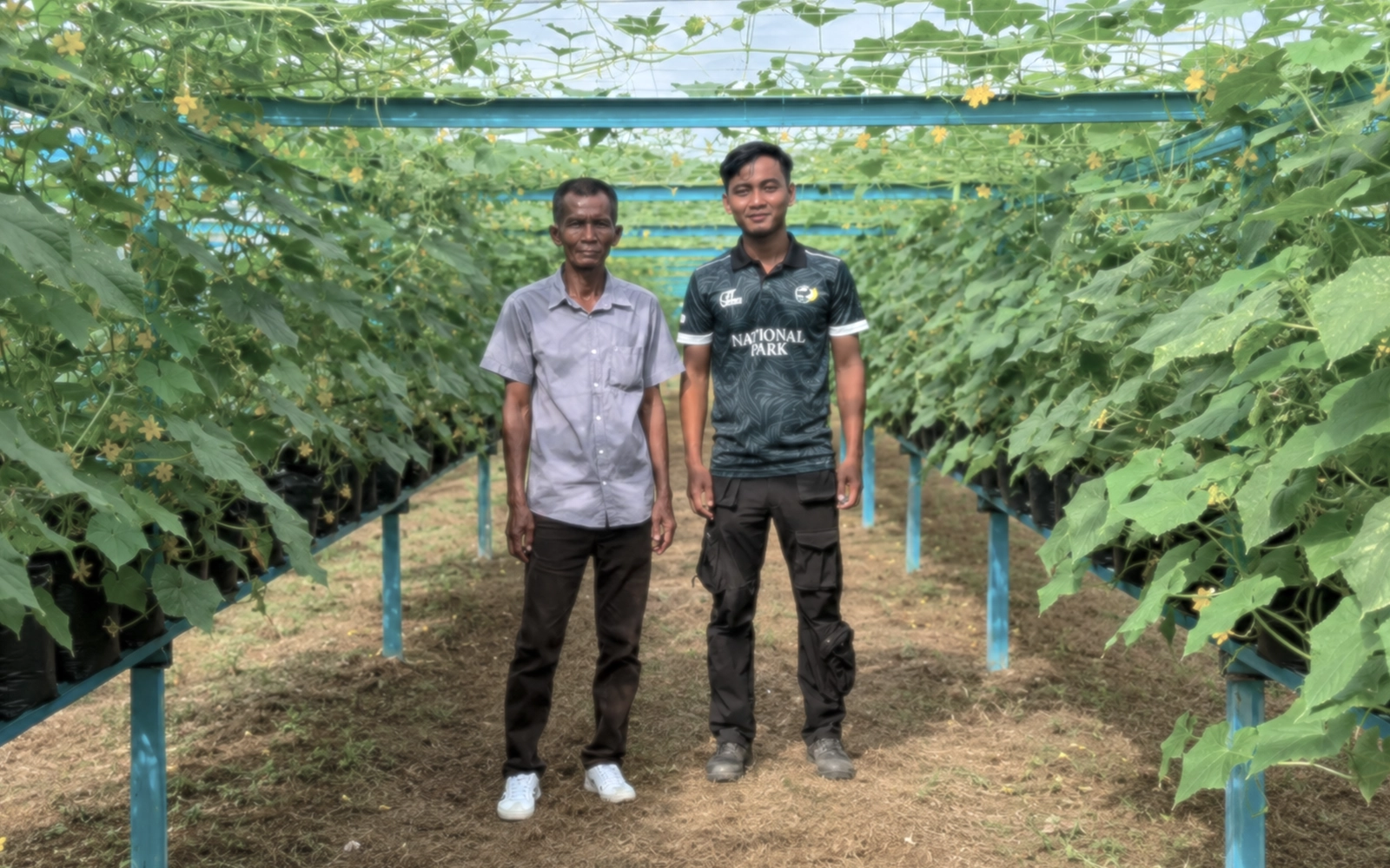 Patchy internet, bumper harvest for Pahang cucumber farmers