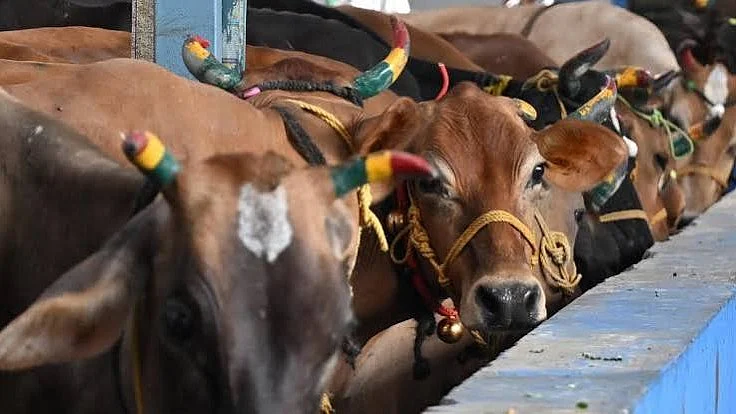 Five Booked In Suspected Cow Slaughter Case Just 5 Km From MP’s Jhabua District Headquarters
