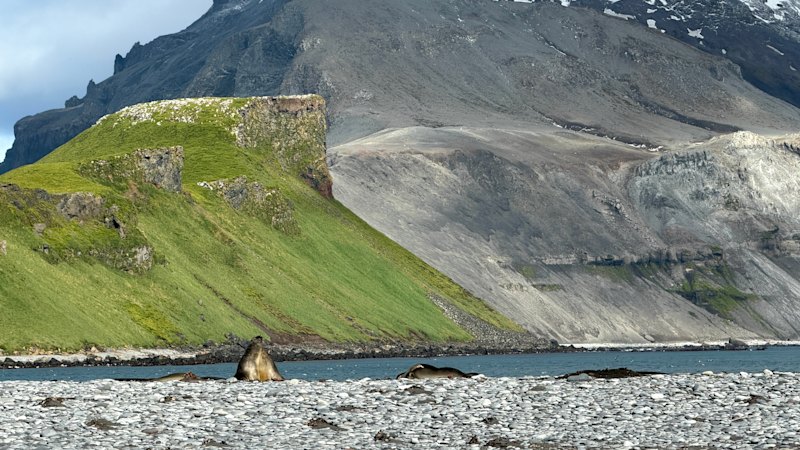 Polar wildfires? Scientists warn of grass spreading across parts of the Antarctic