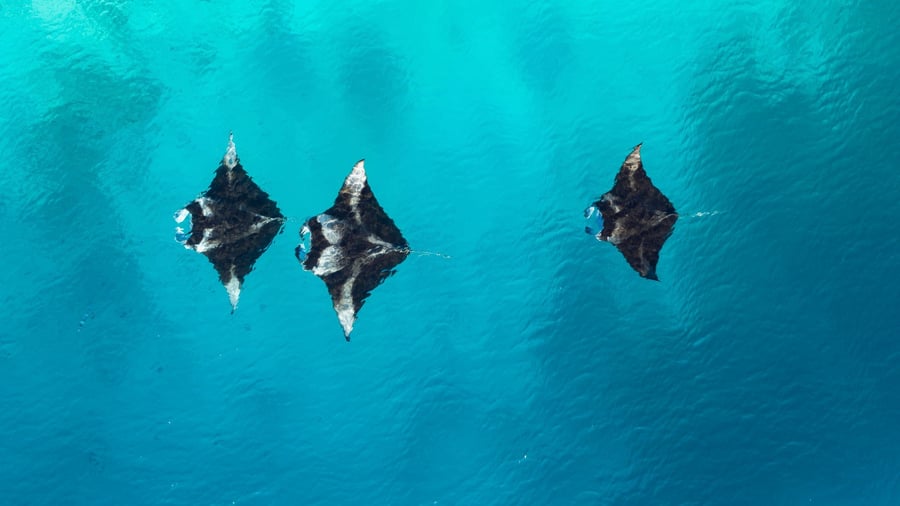 Marine life in the Maldives: Manta, Manta: Encountering giant manta rays in the Baa Atoll