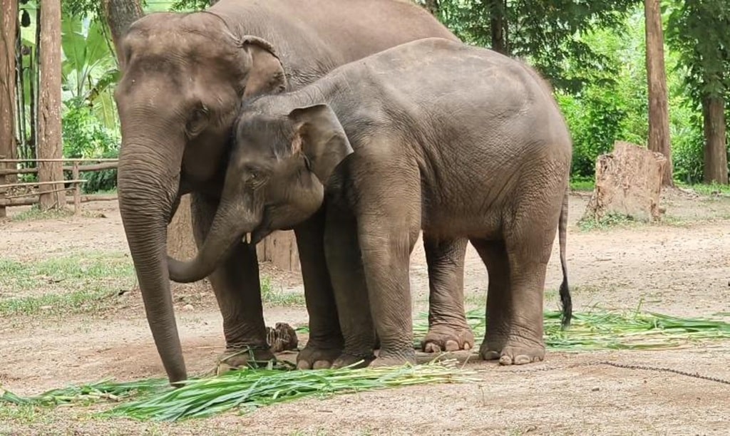 Blind Baby Elephant Reunited With Her Mother After 1,460 Days Apart