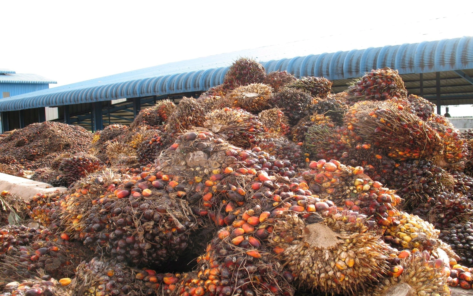 India’s edible oil imports hit 10-month peak in July on higher palm buying, say dealers