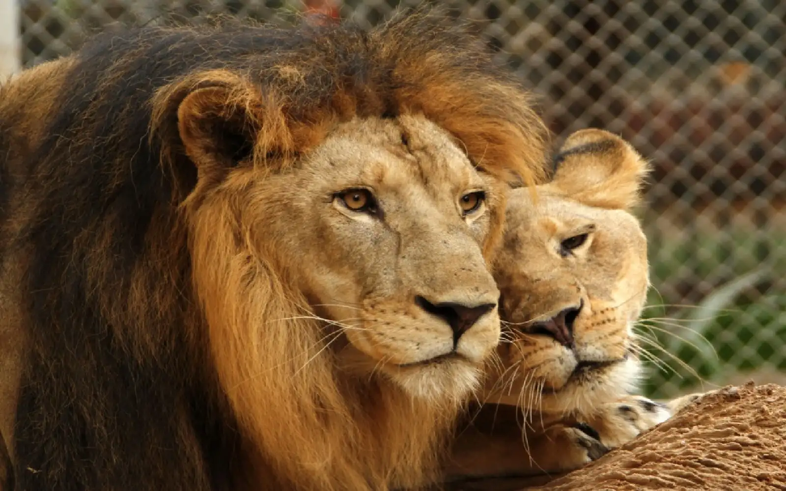 Suspected heatstroke kills 3 lions at Japan zoo