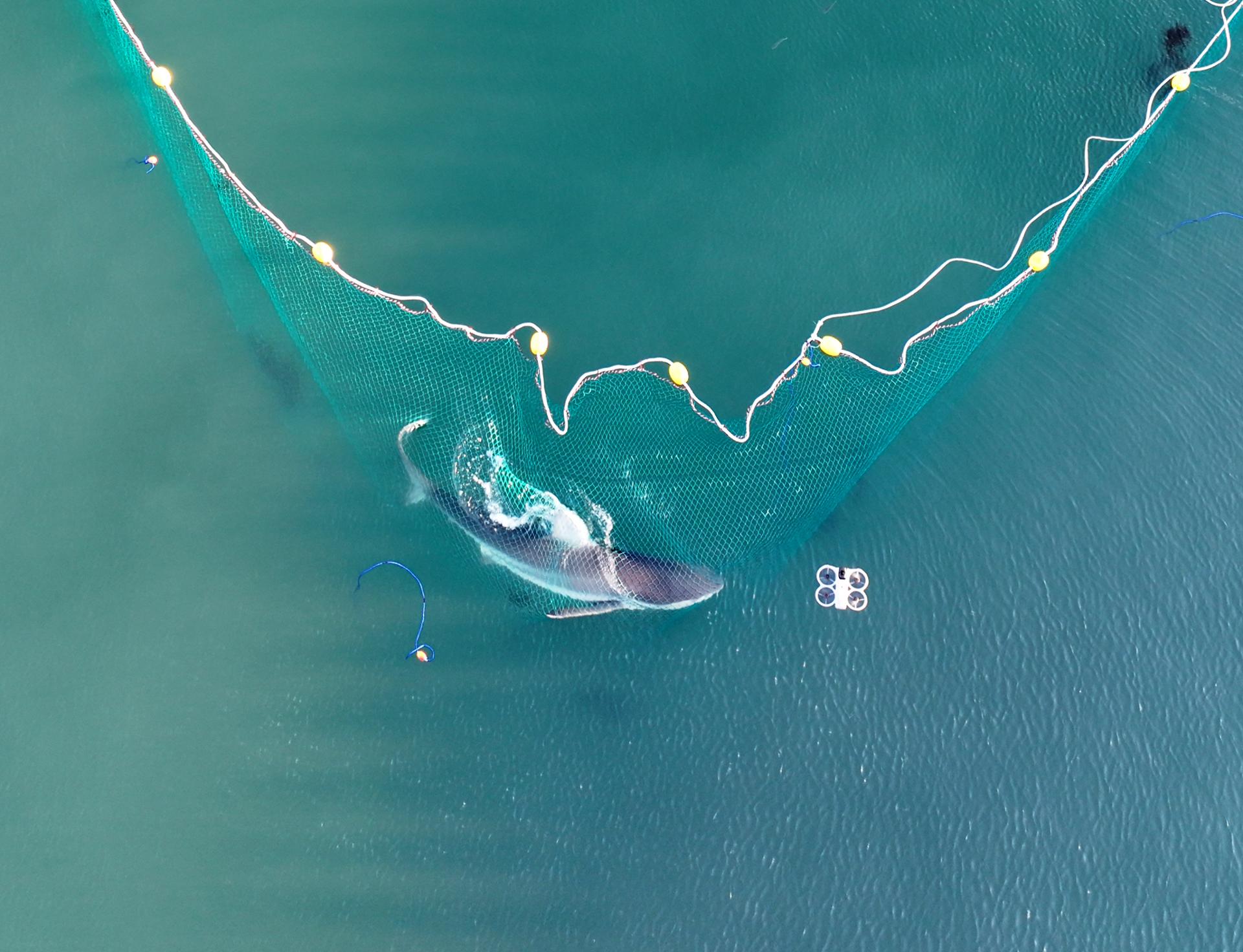 Shark returns to canal a day after 2nd rescue attempt