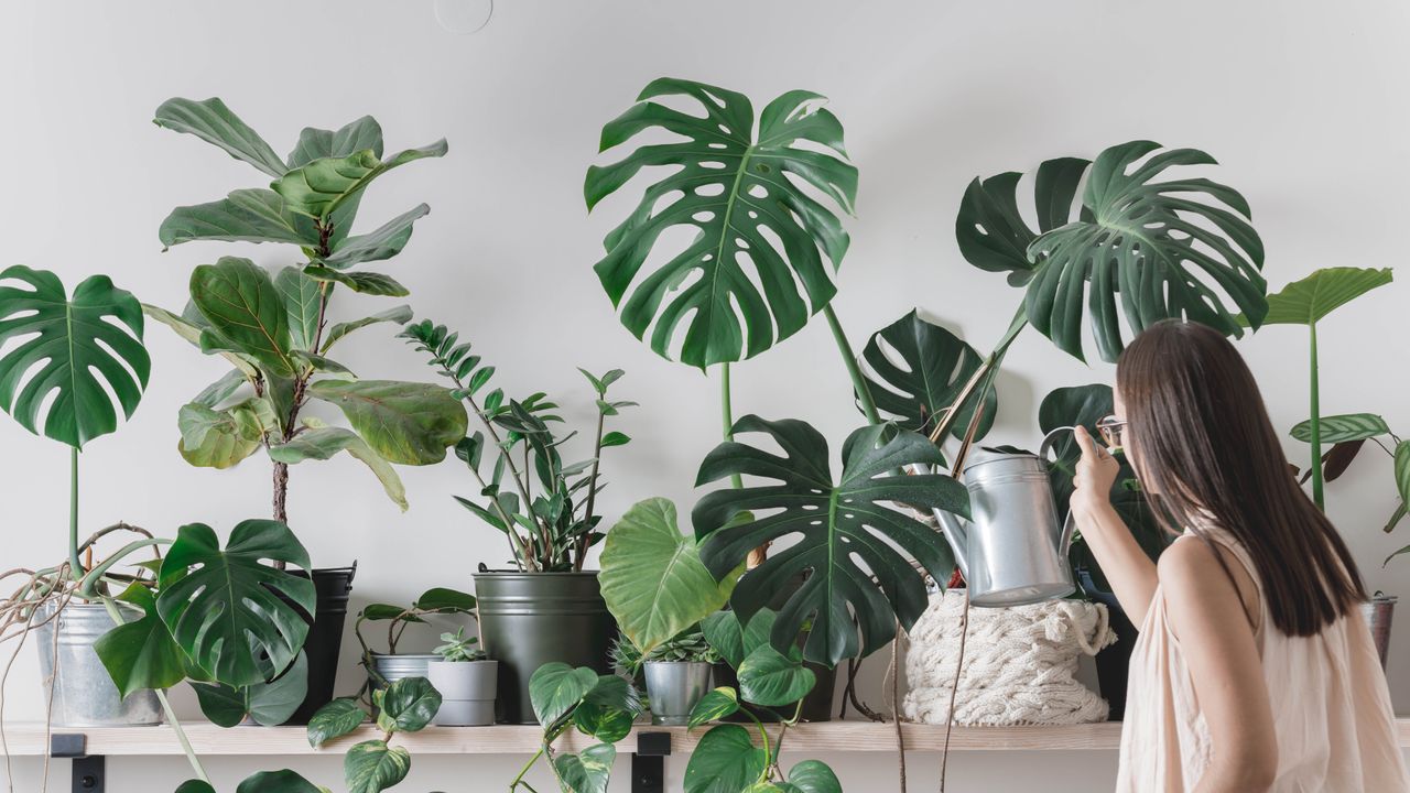 No plant sitter? Here's how I kept 10+ houseplants alive while on vacation