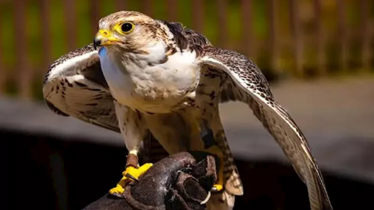 Hybrid super white gyrfalcon sells for SAR 1.3m at 2026 auction