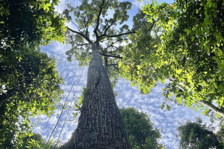 How Borneo’s giant trees defy gravity and old scientific theories